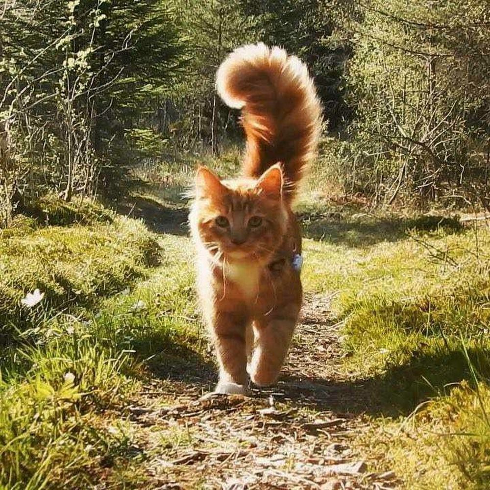 Рыжая кошка с пушистым хвостом