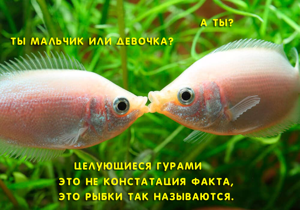 Как Называются Рыбы Фото
