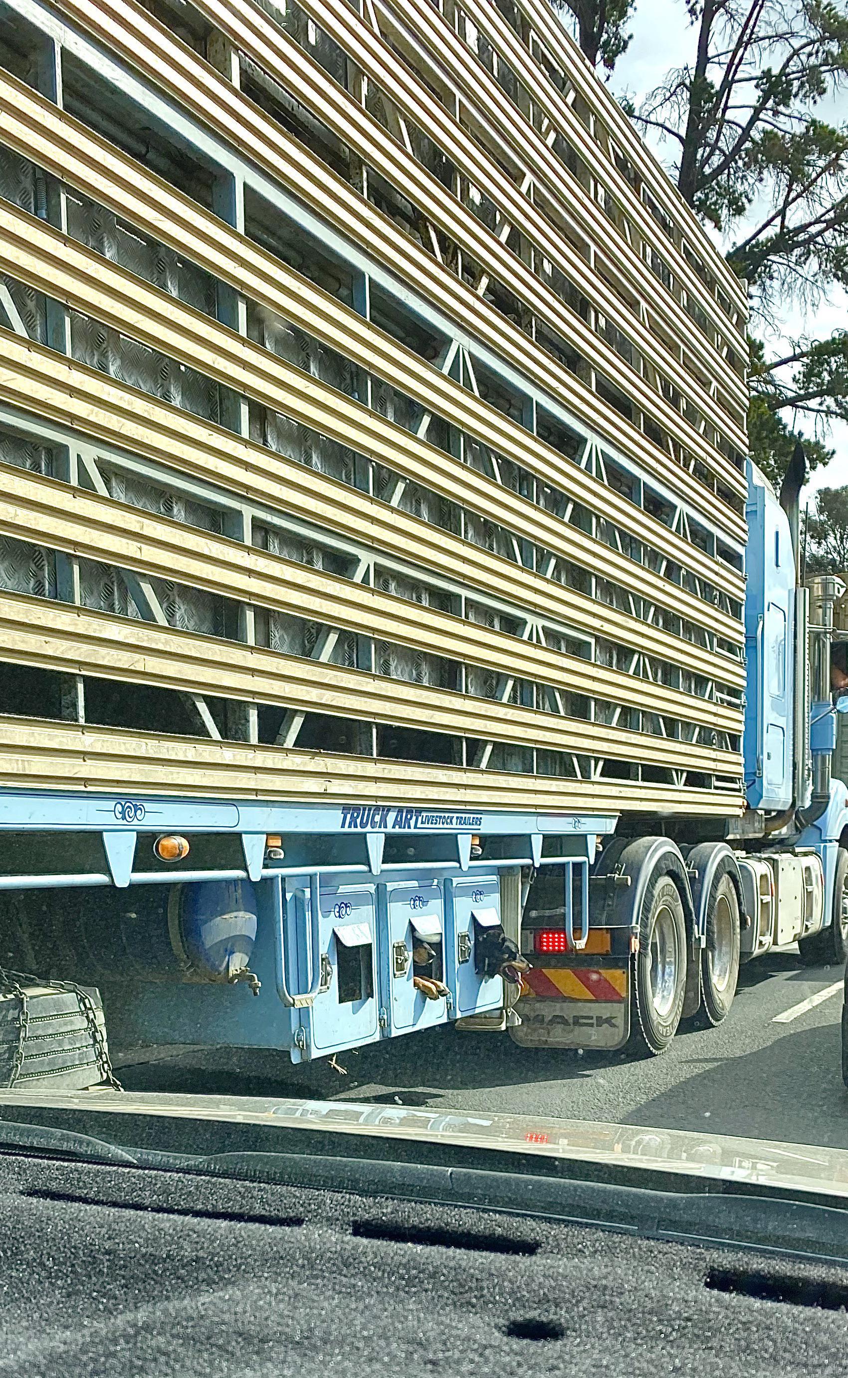 Pastushi Sobaki Pereezzhayut Vmeste So Stadom Na Odnom Gruzovike V Mini Otsekah Pryamo Pod Pricepom Pikabu