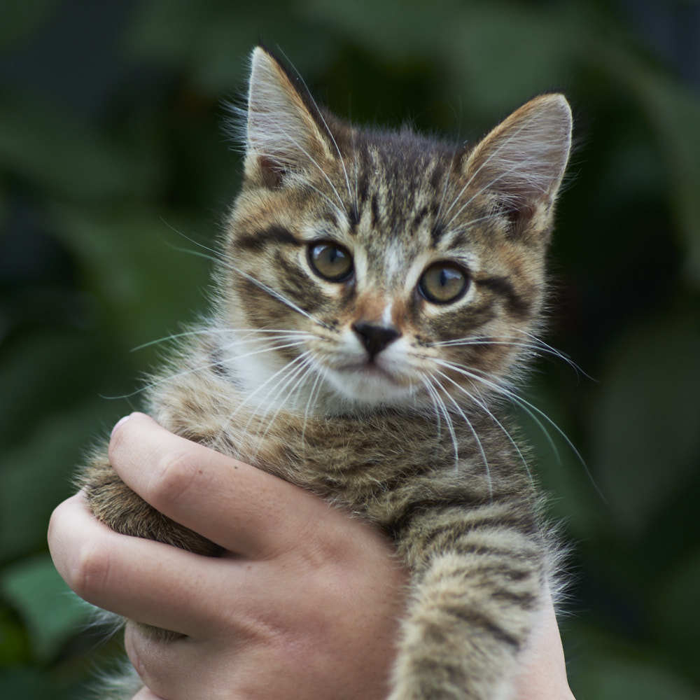 Котек в Екатеринбурге | Пикабу