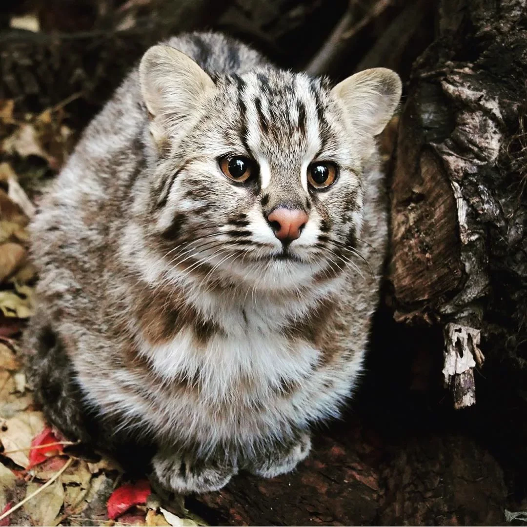 Амурская кошка: В тайге даже котики валят косуль | Пикабу