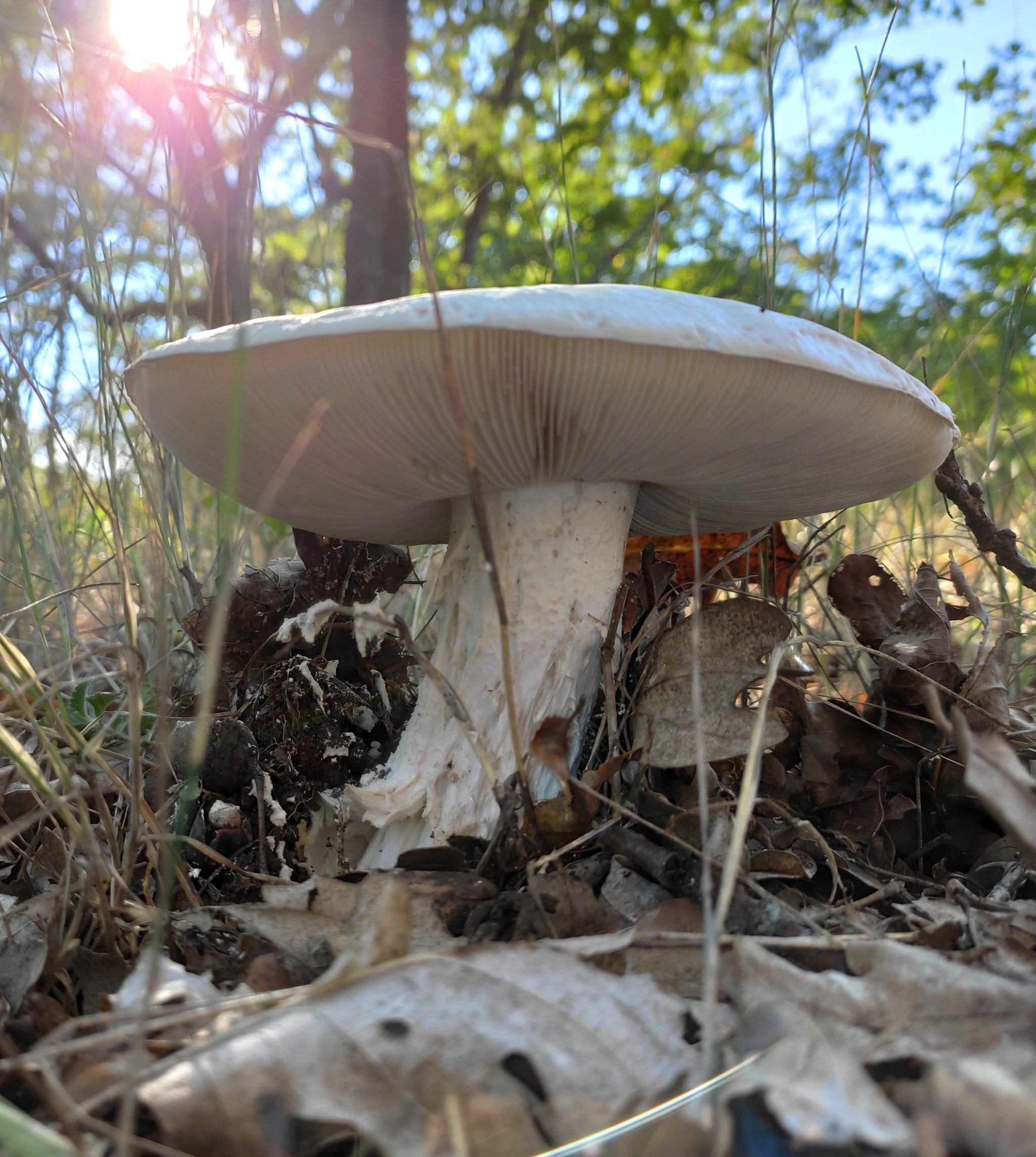 Крымский гриб Журавушка