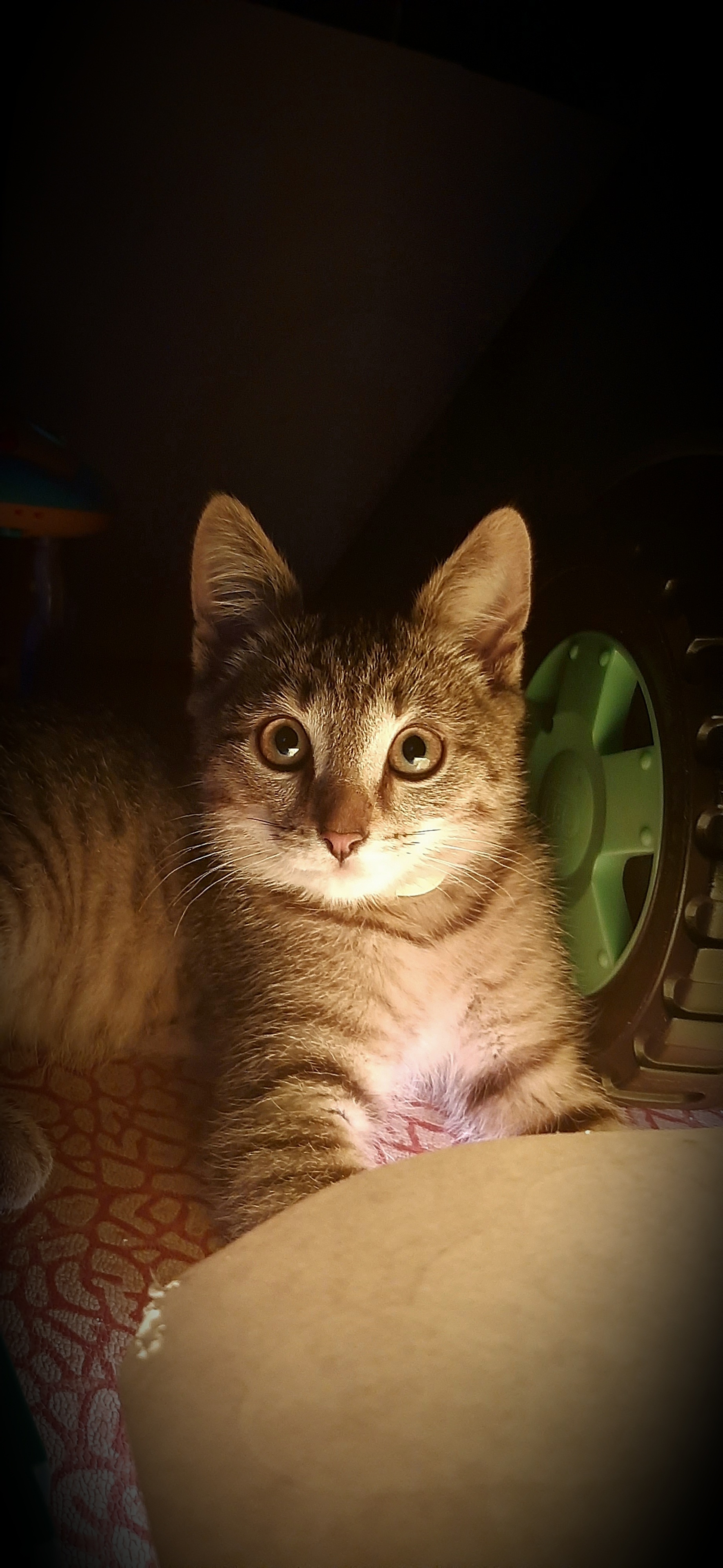Коты плохо видят