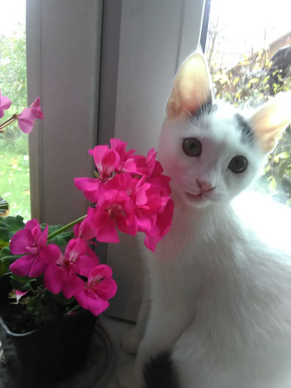 Москва помогаю пристроить котенка | Пикабу