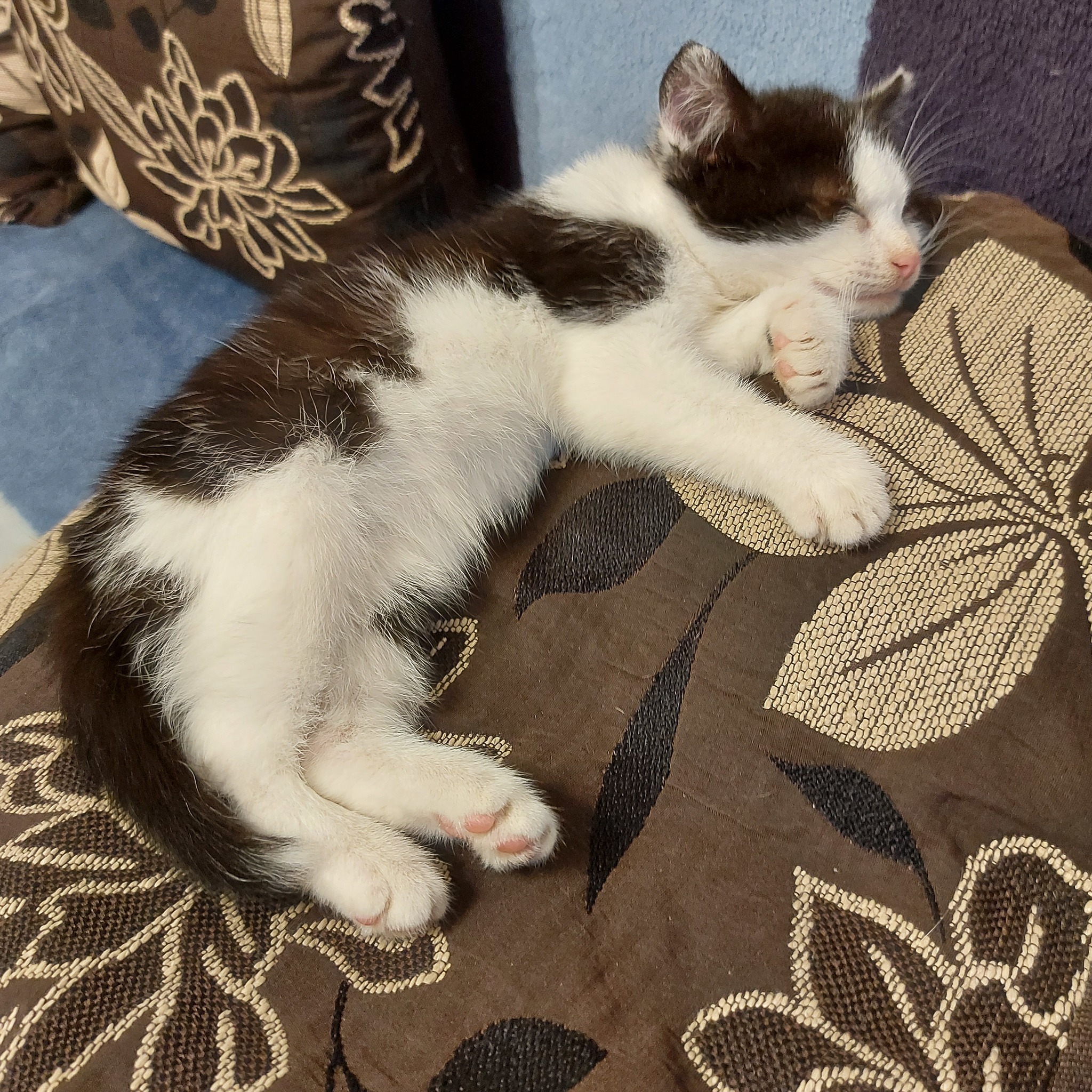 Калининград. Прошу помочь пристроить котенка | Пикабу