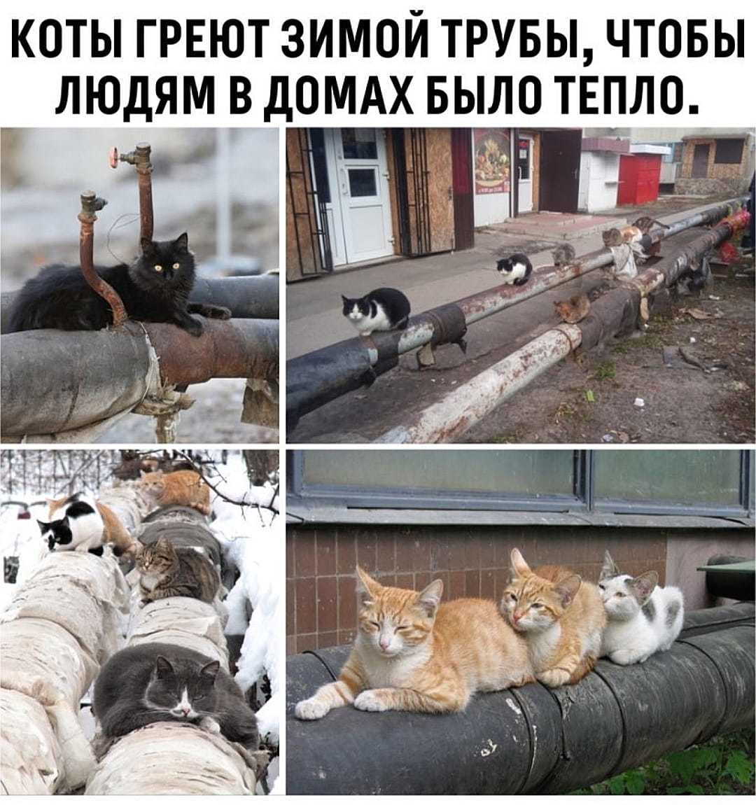 Коты греют зимой трубы