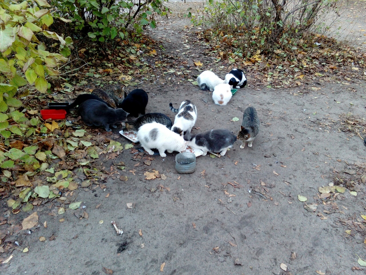 Коты Воронежа в поисках дома! | Пикабу