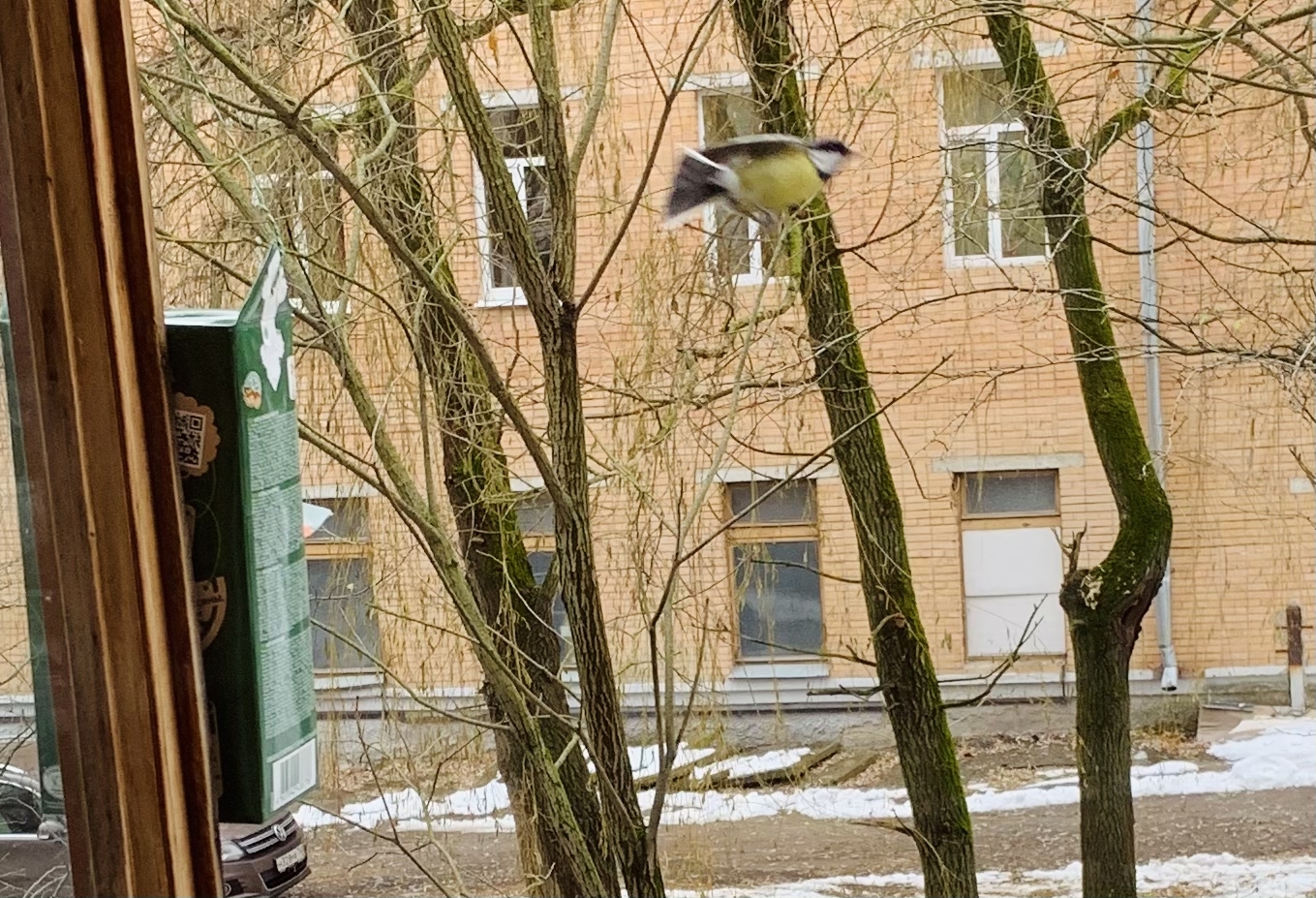 В кормушке за окном кухни пиршествовали воробьи