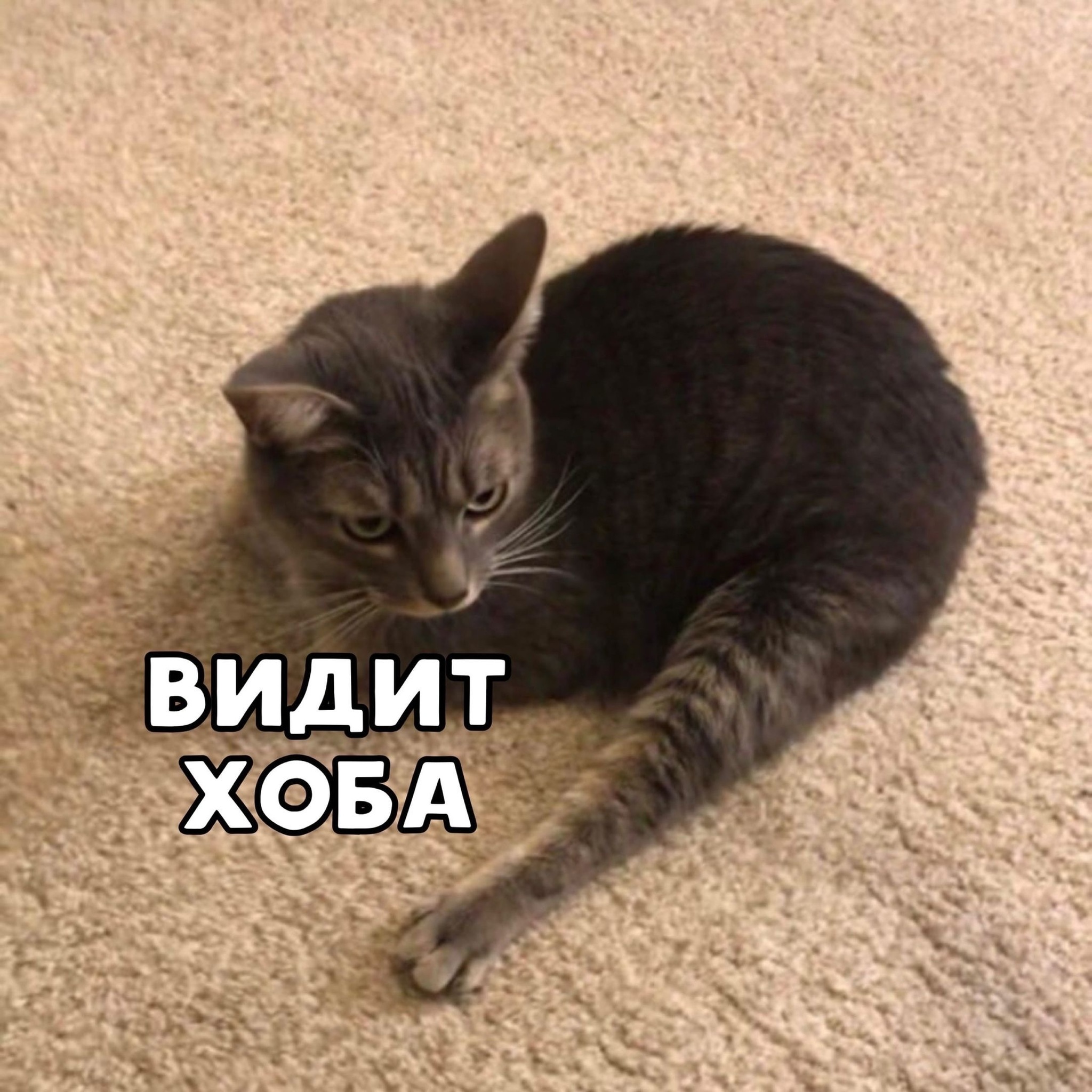 Хоба кот мем
