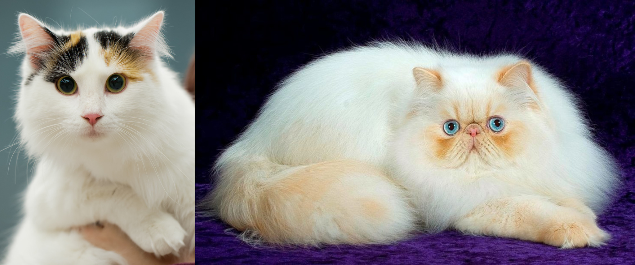 Персидская и ангорская кошка смешанные