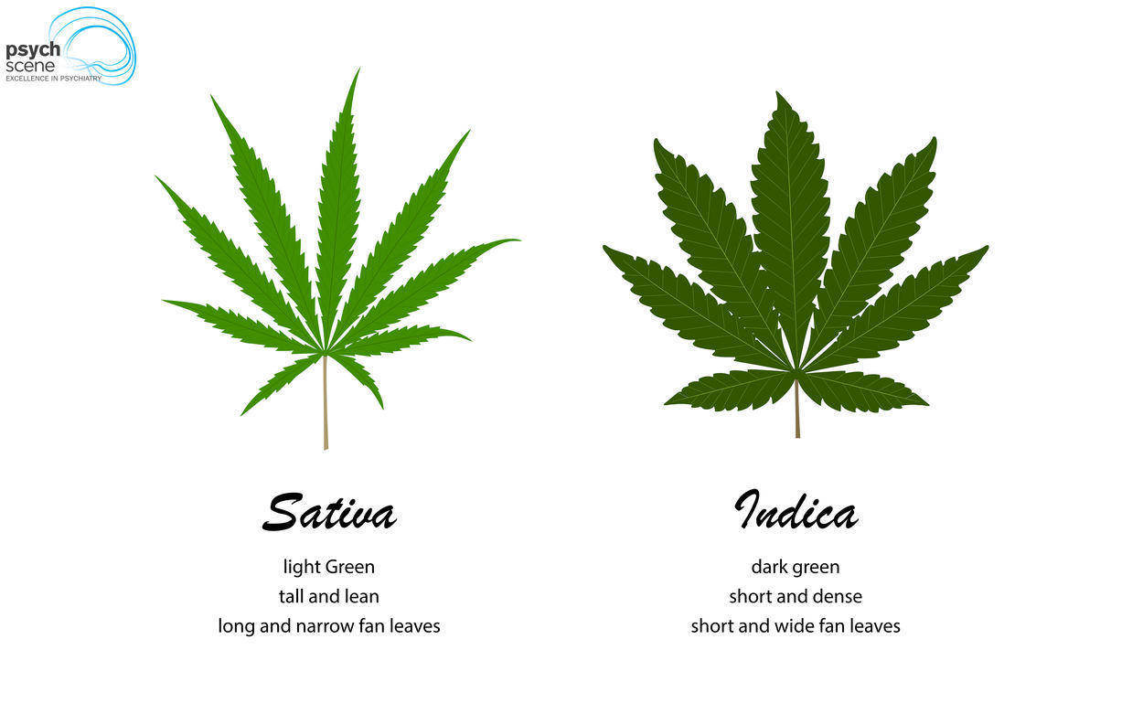Оон за легализацию марихуаны картинки марихуаны и спайса