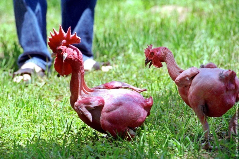Израильская лысая курица: 34 года безумной селекции и вот результат —  голенькие курочки | Пикабу
