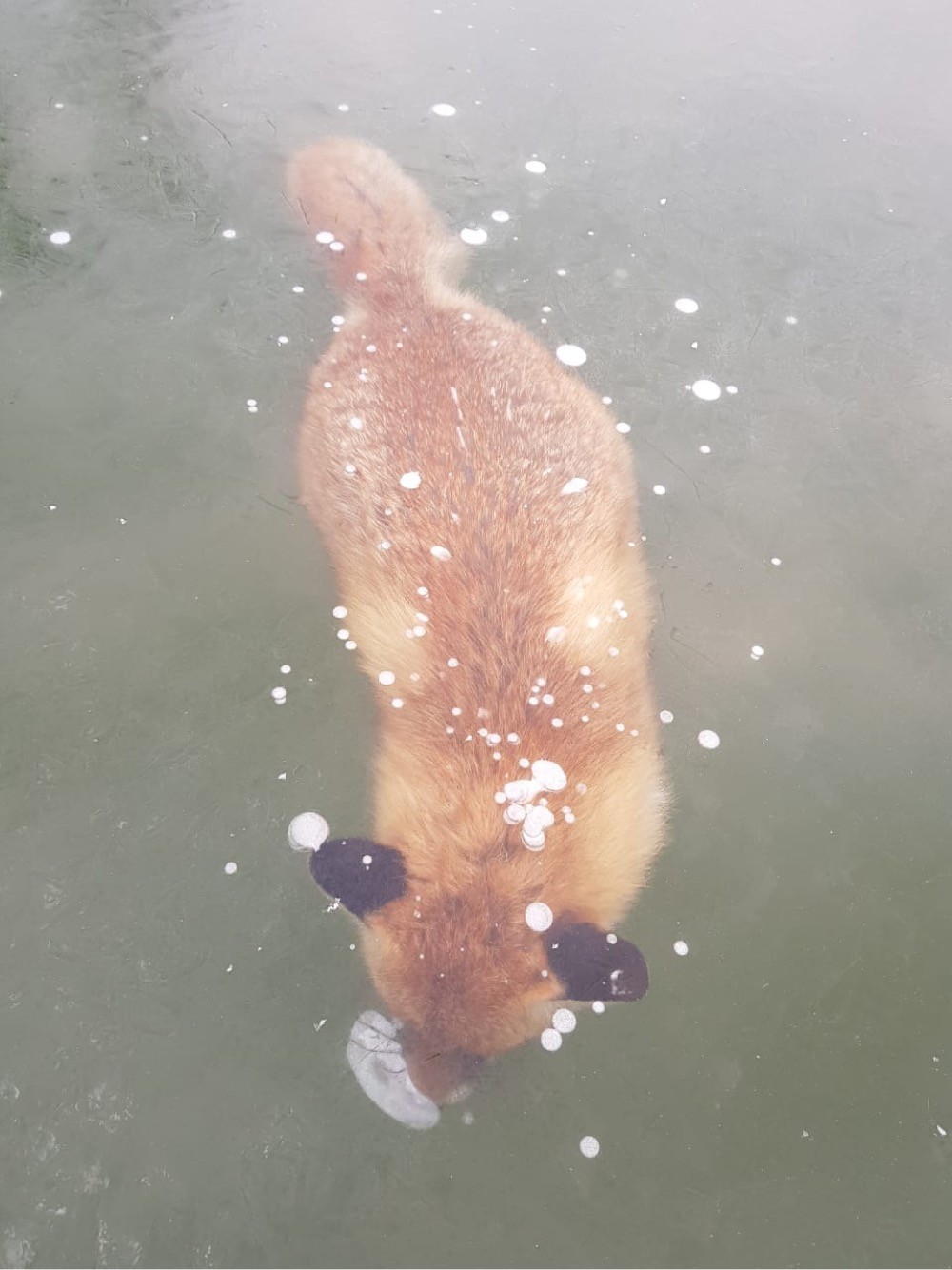 Ледниковый период | Пикабу