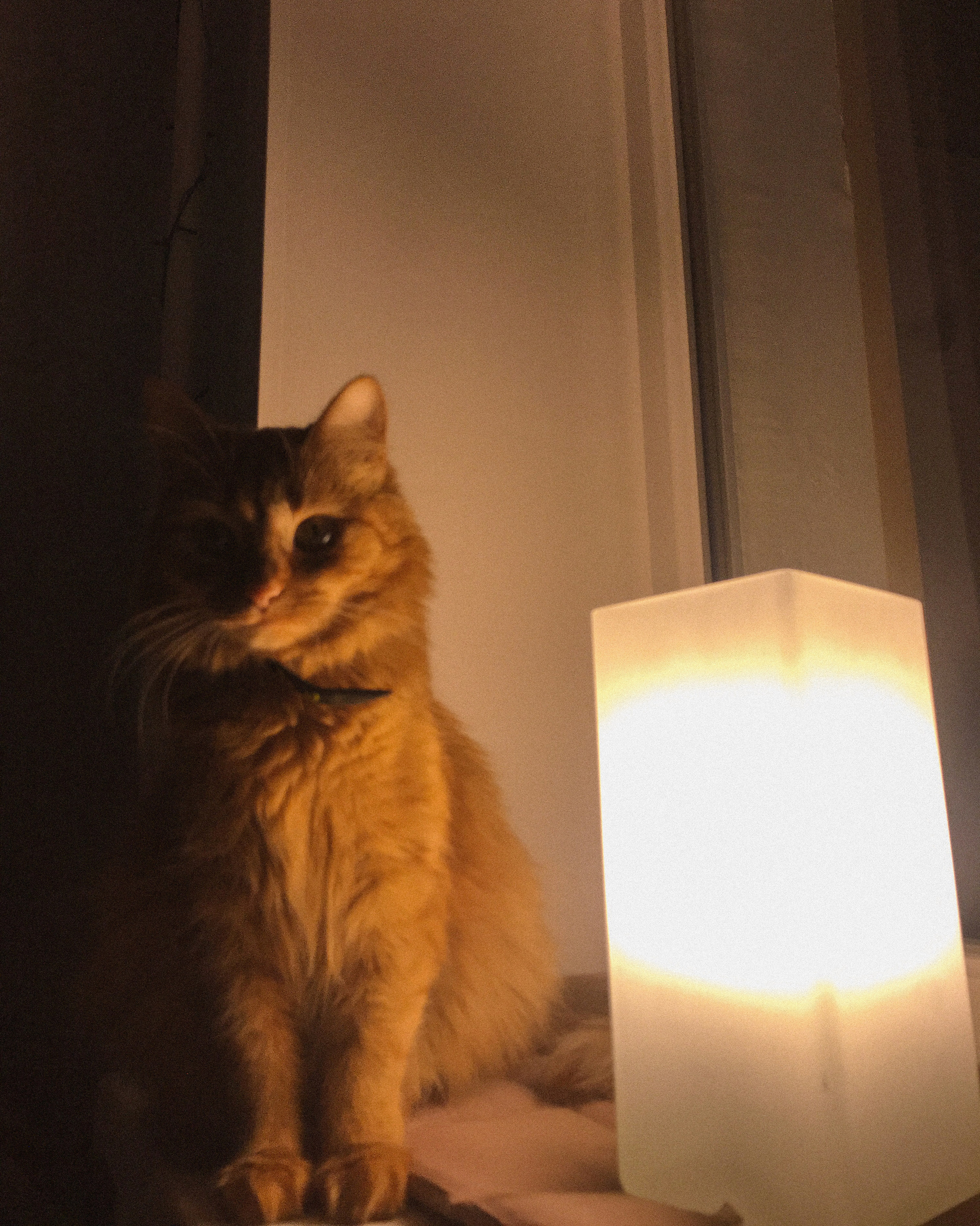 Кот с лампой10