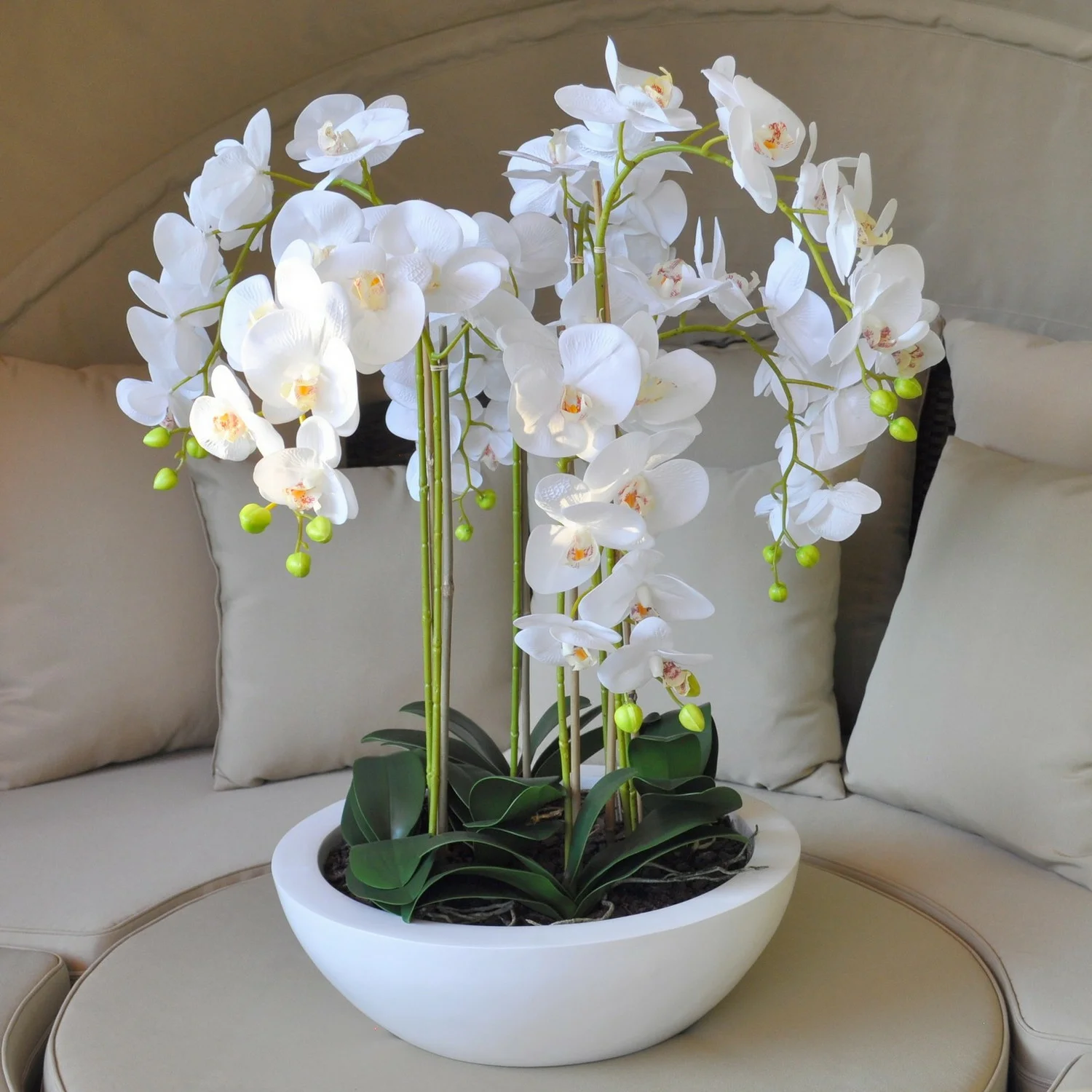 Как ухаживать за орхидеей в домашних условиях?