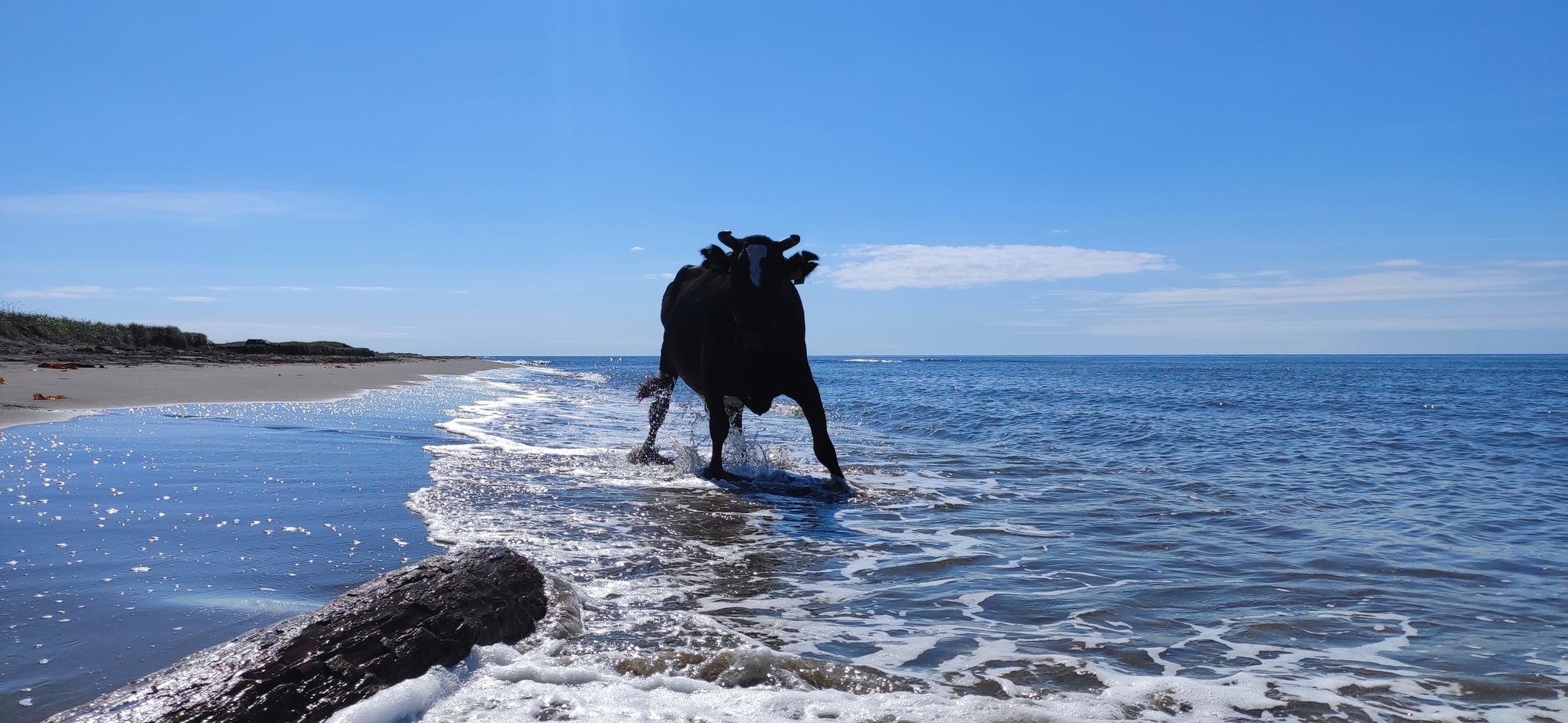 Потому корова у моря