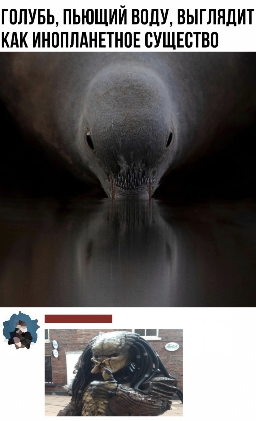 Голубь пьет воду