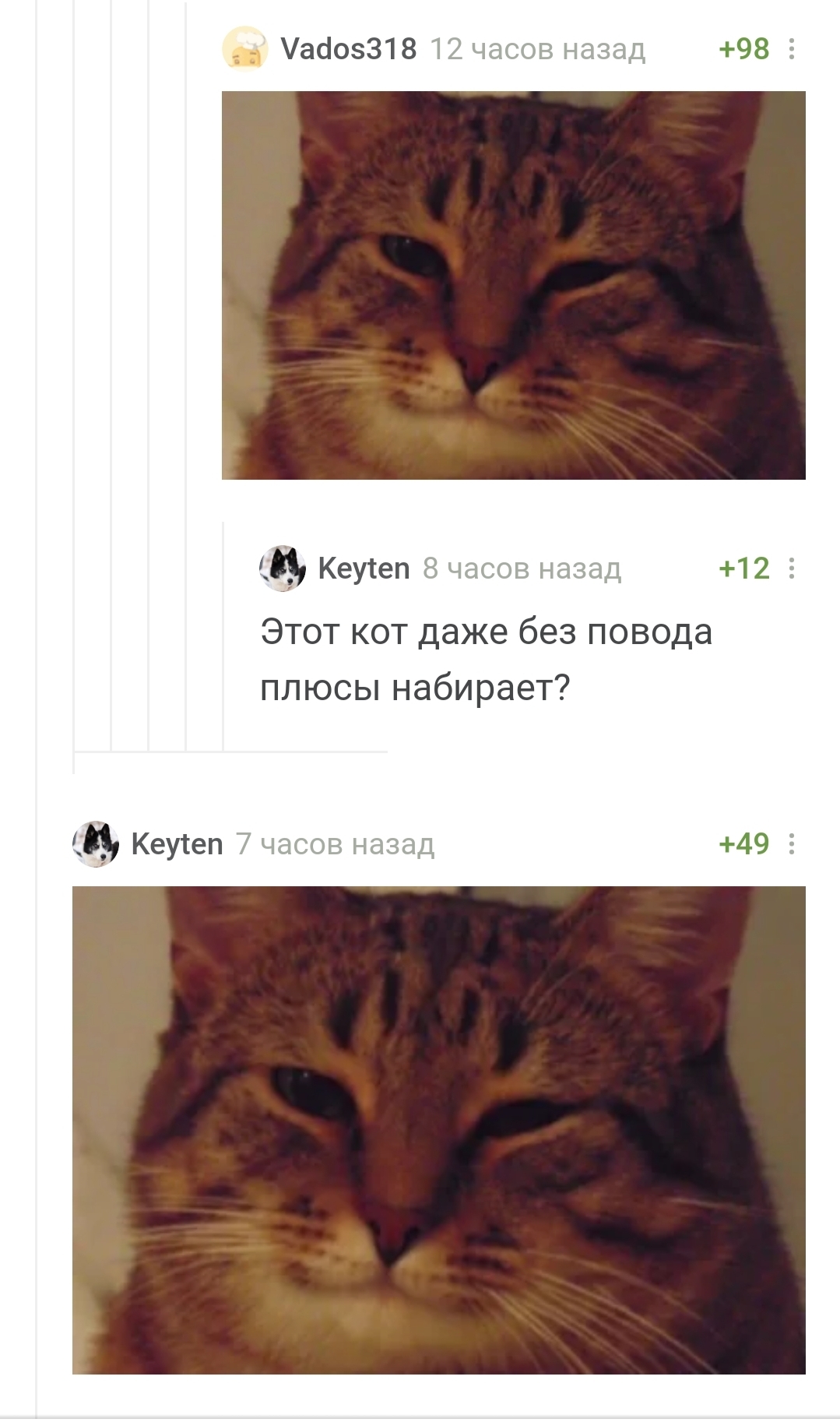 Кот пикабу