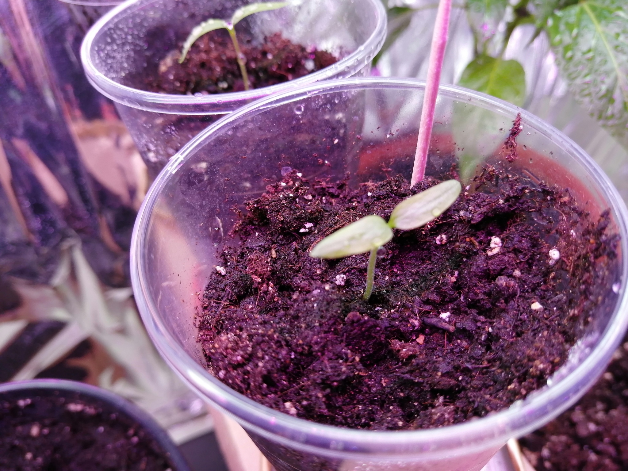 Халапеньо часть 2 | Пикабу