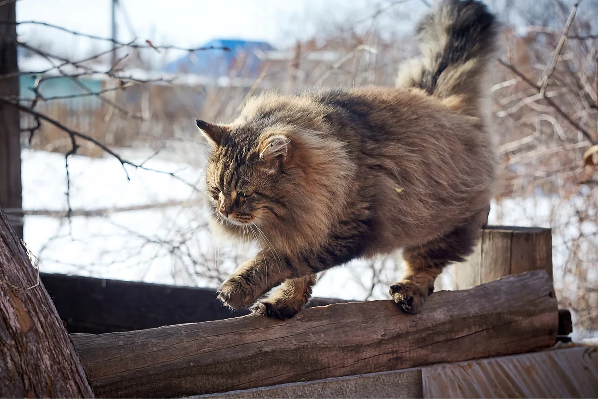 Несколько пород домашних кошек, которые готовы к зимним прогулкам | Пикабу