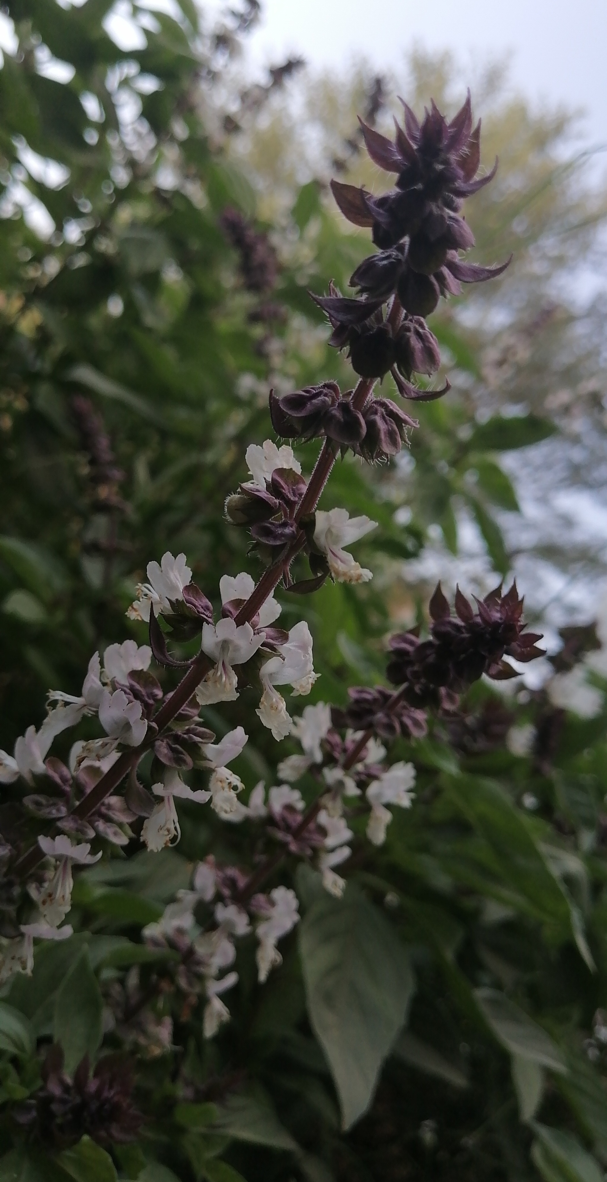 The most beautiful plant and the most beautiful smell, too Пикабу