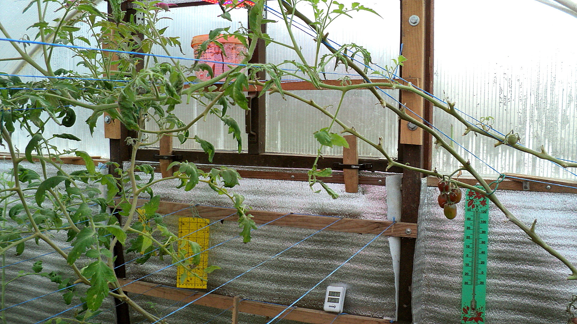 Цветение томатов в теплице. Помидоры в теплице. Начало цветения томатов. Как убрать муравьев из теплицы с помидорами. Фото помидоров в теплице на матах антрацит качество.