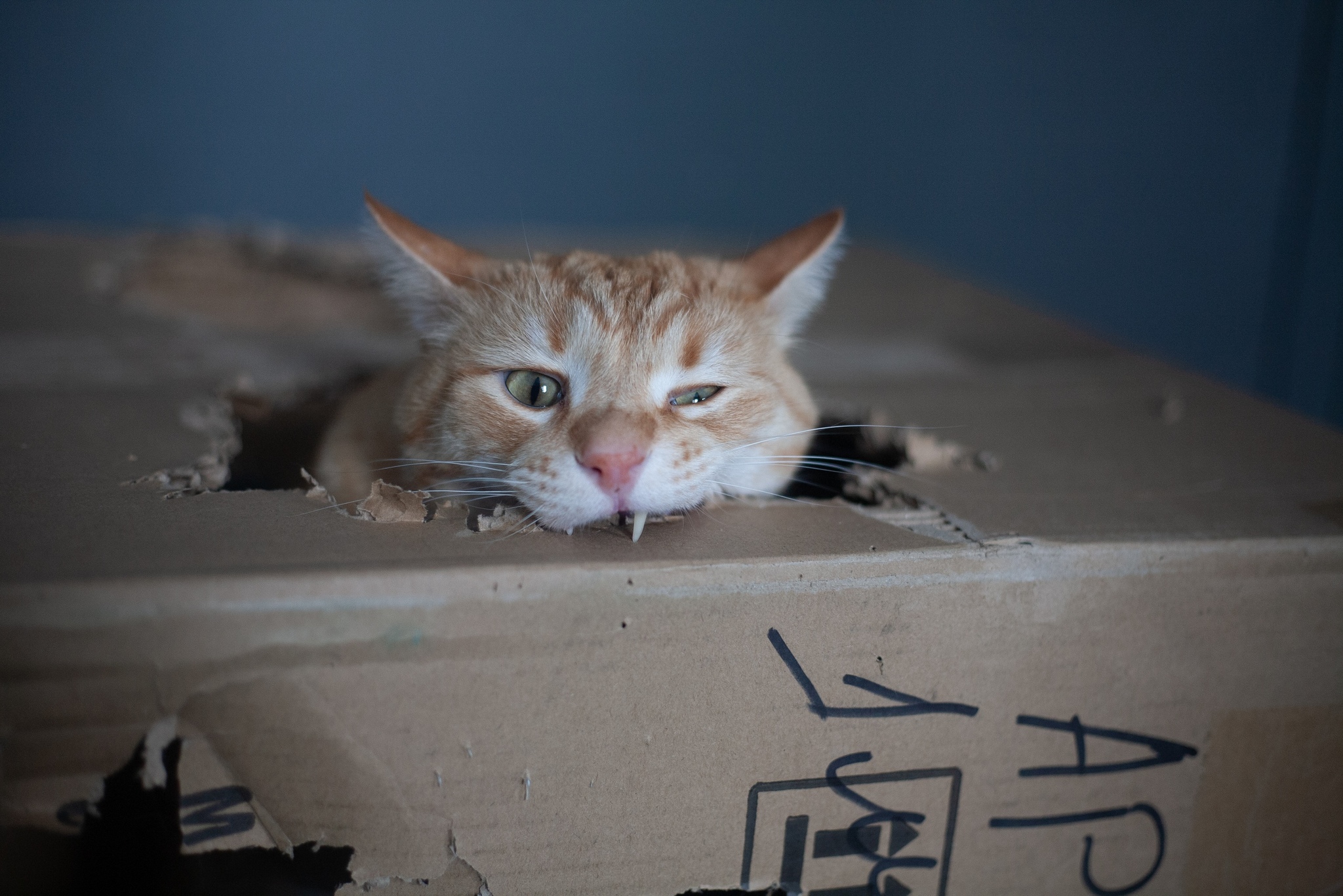 кот грызет коробку