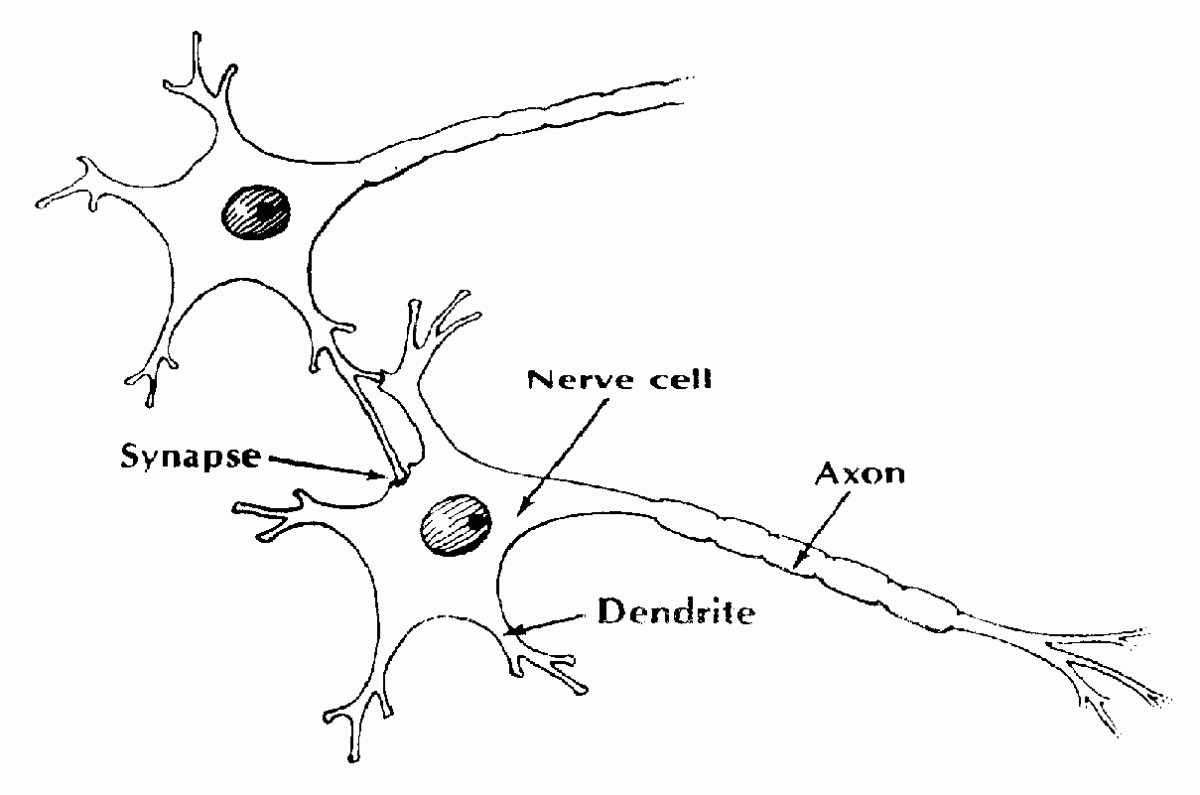 Нервные клетки 2. Нейрон Аксон дендрит синапс. Строение нейрона и синапса рисунок. Аксон дендрит синапс. Нейроны дендриты аксоны синапс.