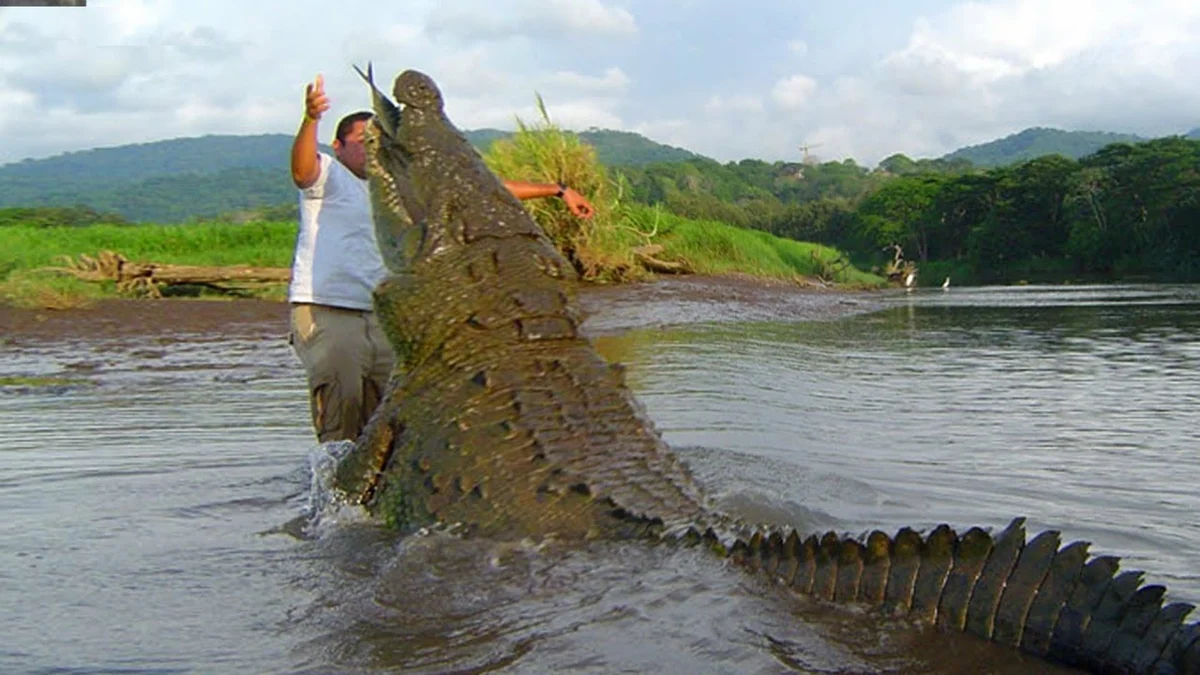 Гребнистый крокодил — Википедия