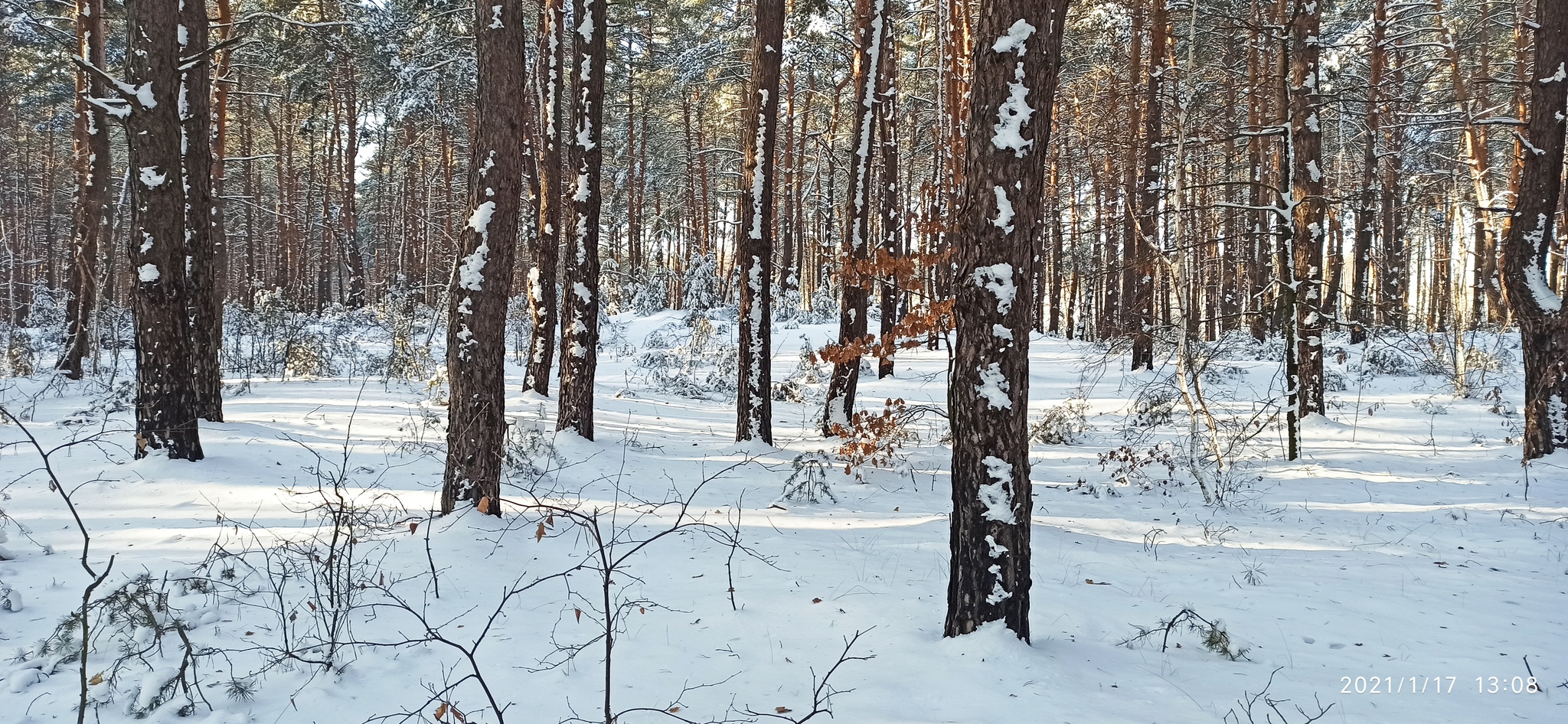 Winter <b>forest</b> - gollum.space.