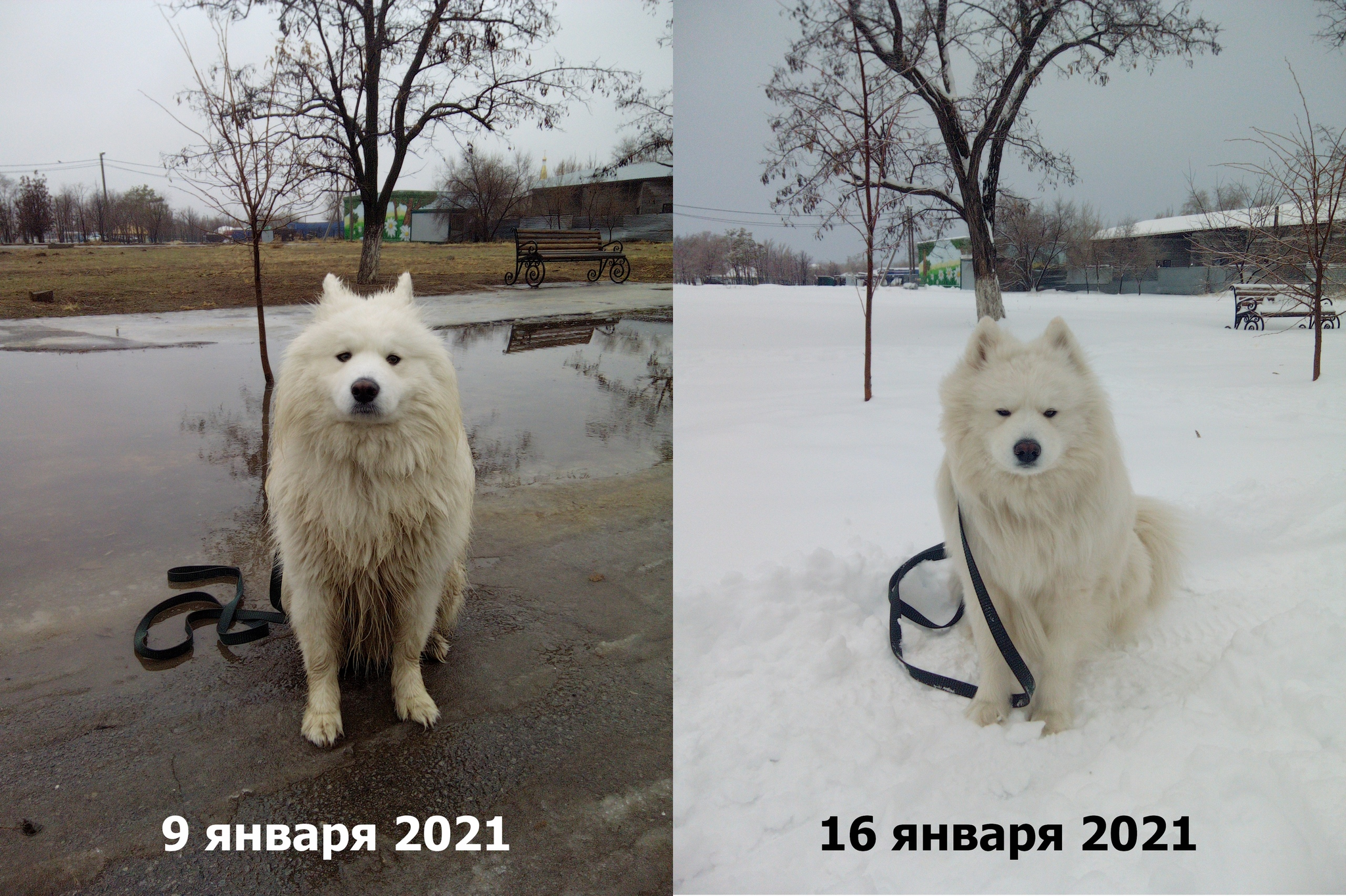 Продолжение поста «Самоед в середине зимы :(» | Пикабу