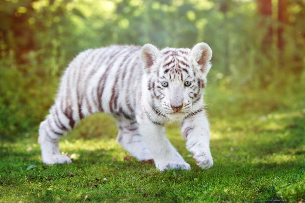 Тигры, прикольные фото и авы