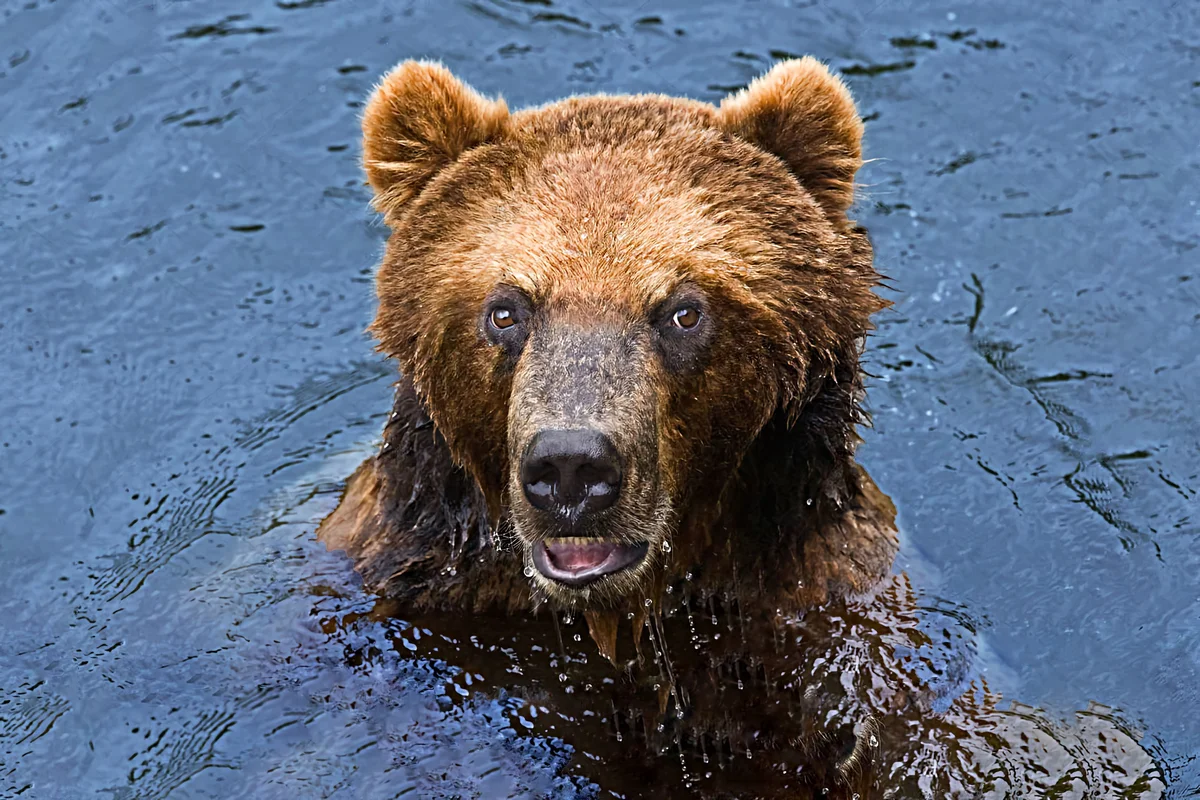 Где живет камчатский медведь. Камчатский бурый медведь. Интересные факты про Камчатского бурого медведя. Камчатский бурый медведь факты. Факты о Камчатском буром медведе.