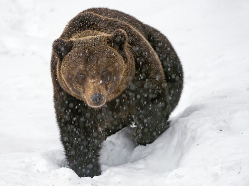 Почему медведи зимой засыпают: основные причины спячки