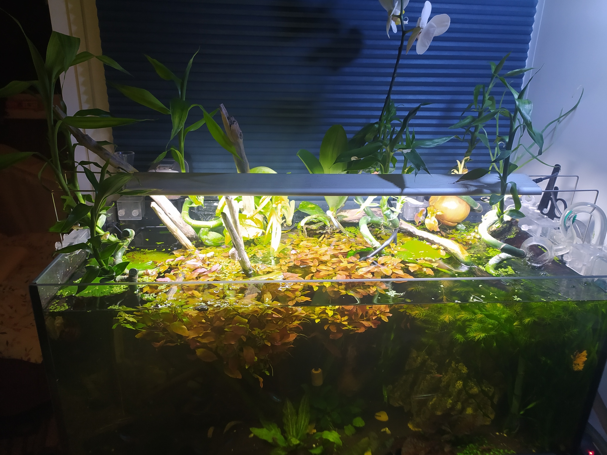 Набор для аквапоники Aquas aquaponica 15л Led