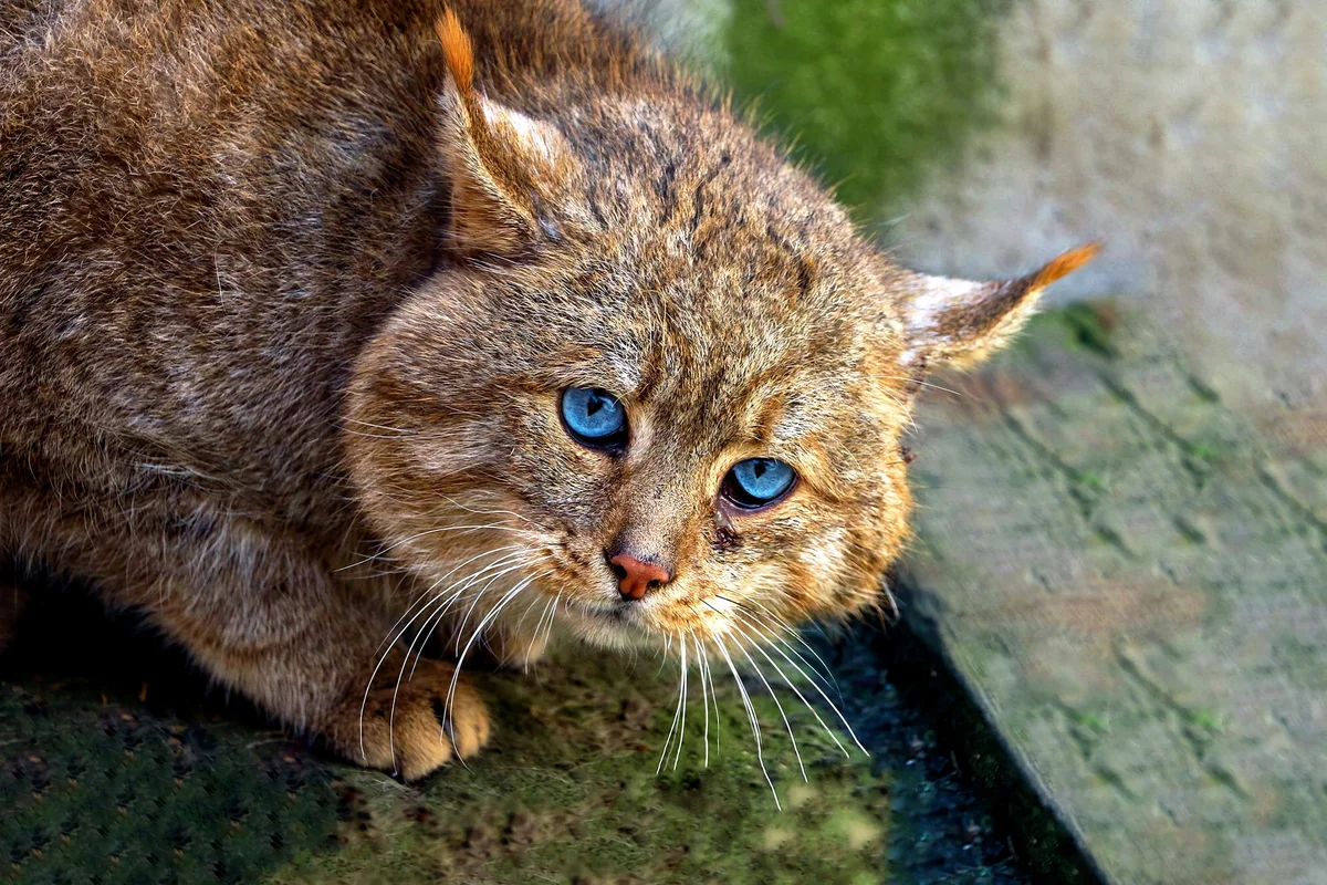 Китайская горная кошка: несколько фактов из жизни редкой хищницы | Пикабу