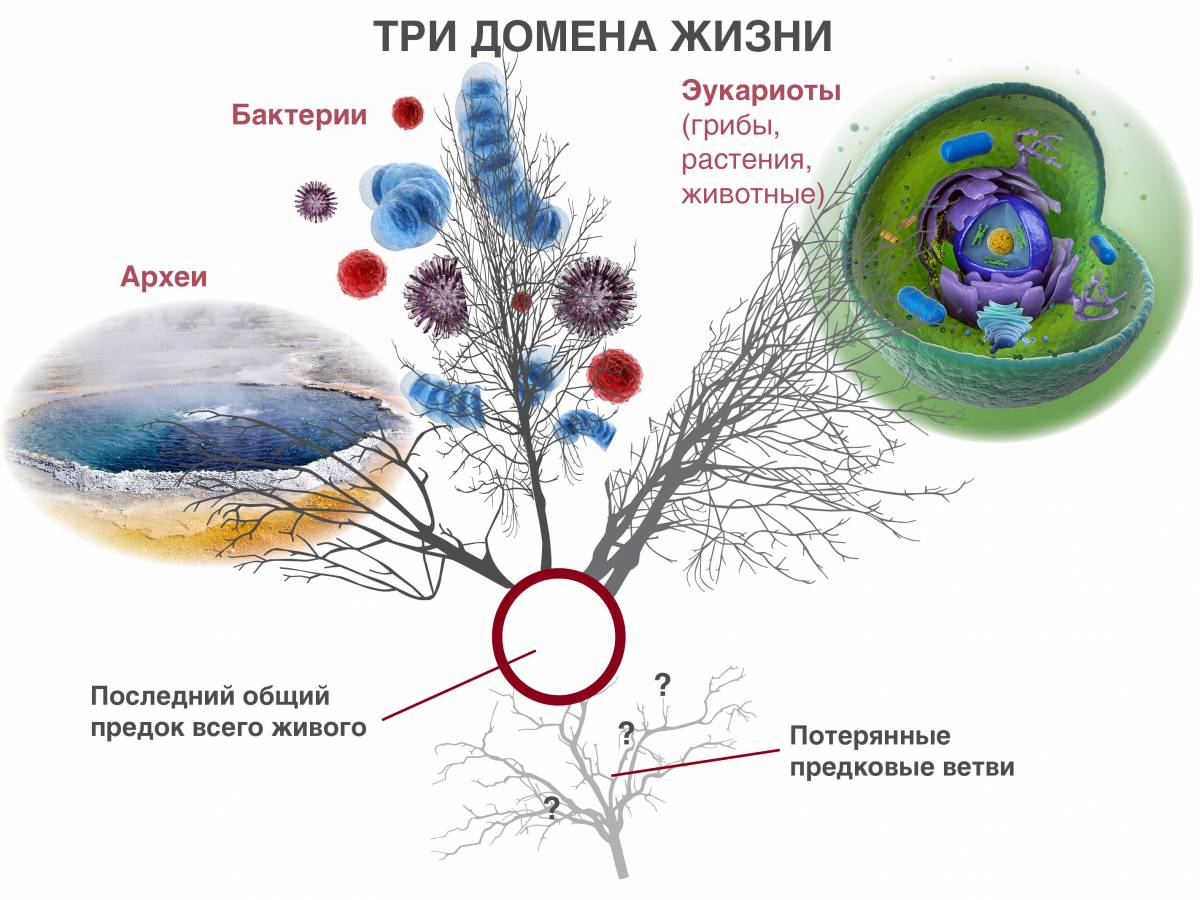 Вопросы жизни и смерти | Пикабу