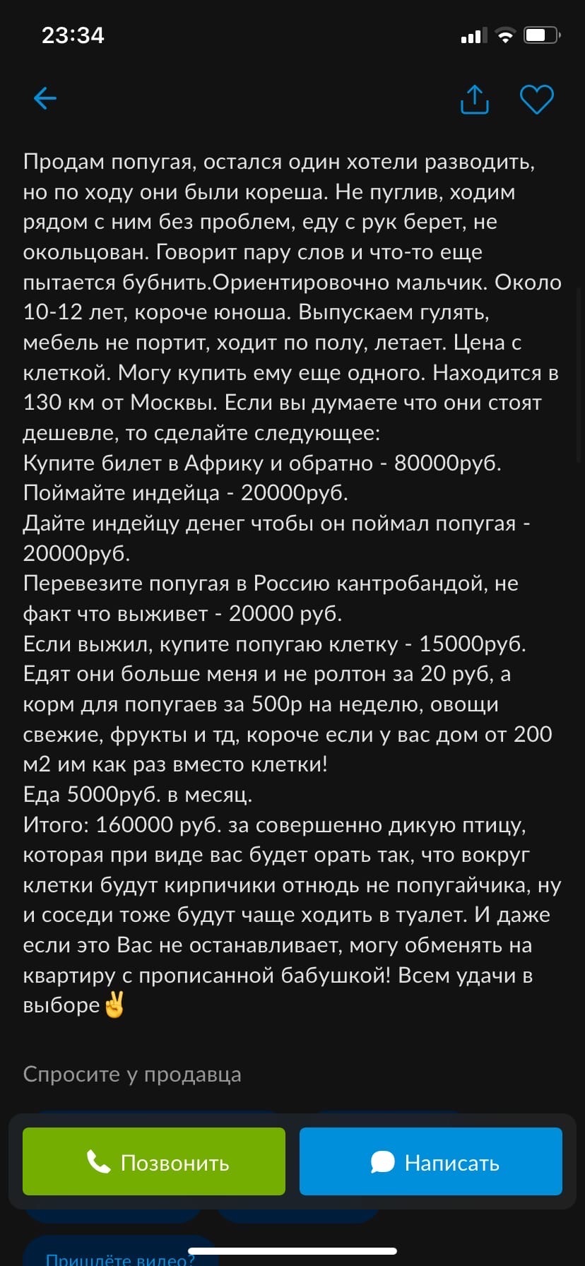 Объявление о продаже попугая | Пикабу