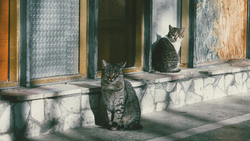 Эрмитажные Коты Фото