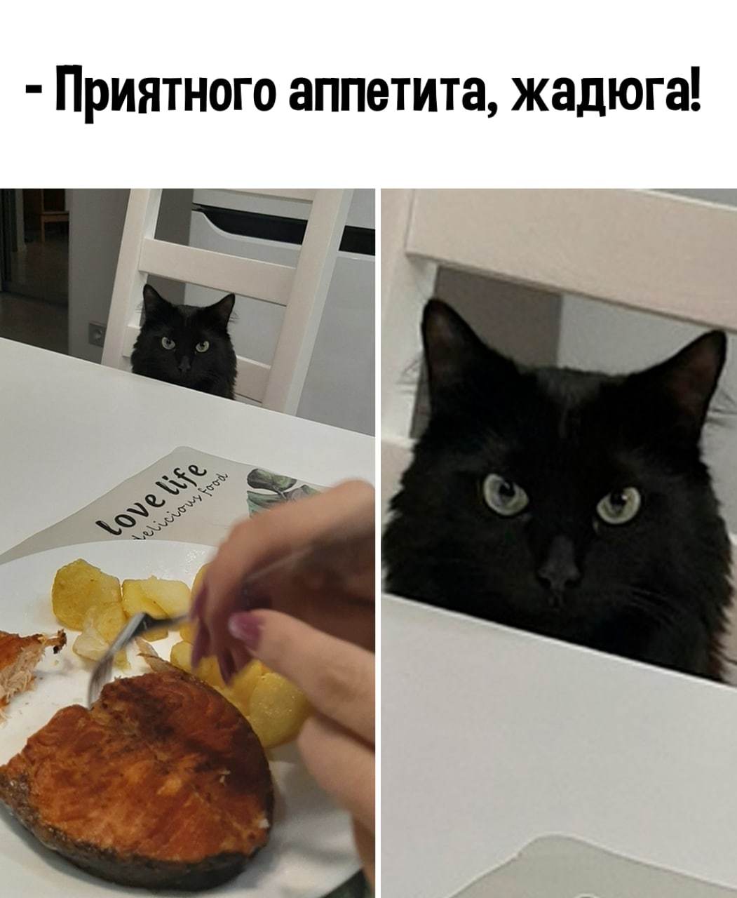 Мой котик, когда я завтракаю | Пикабу