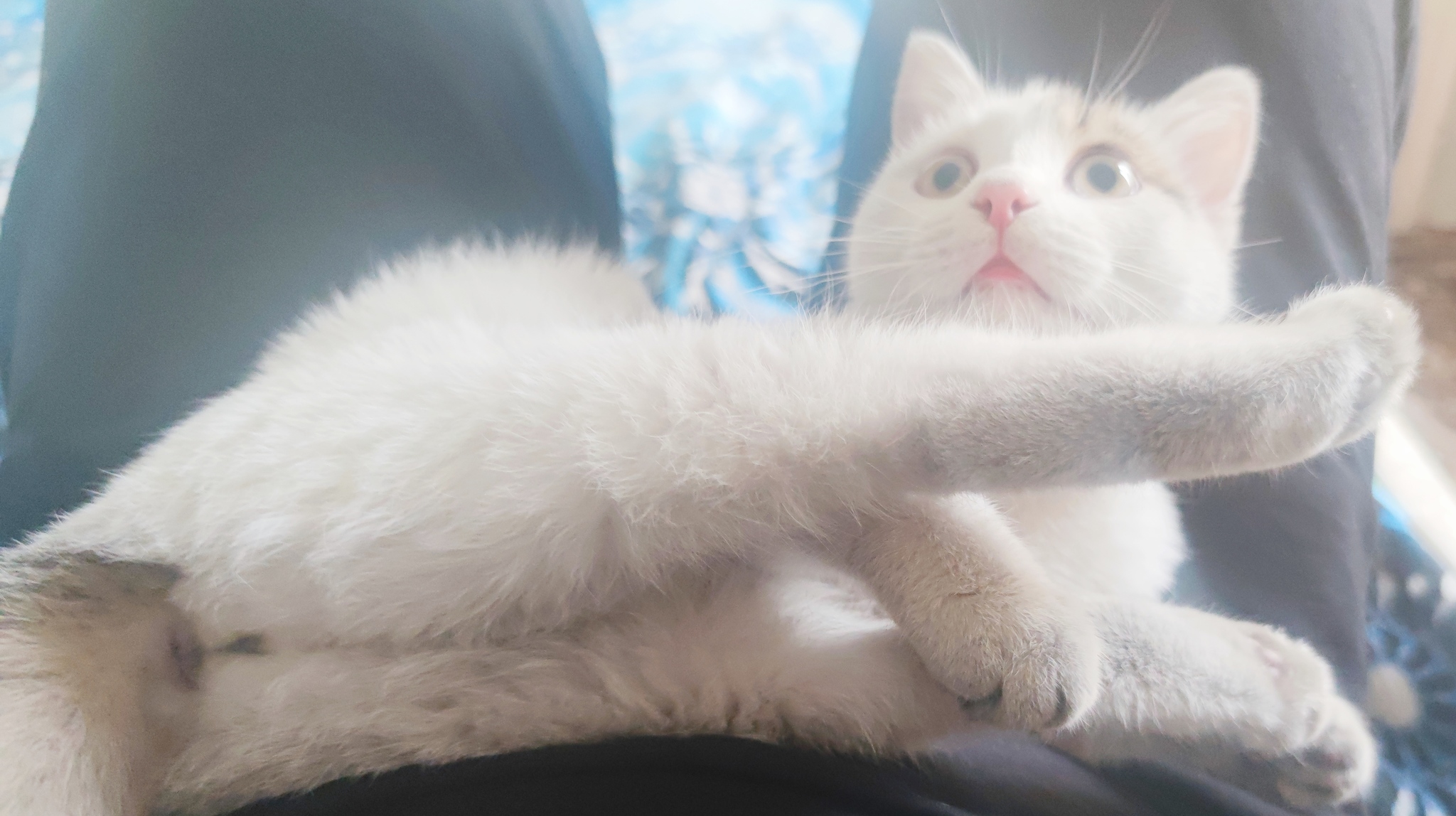 Хоба дабл хоба картинки котов