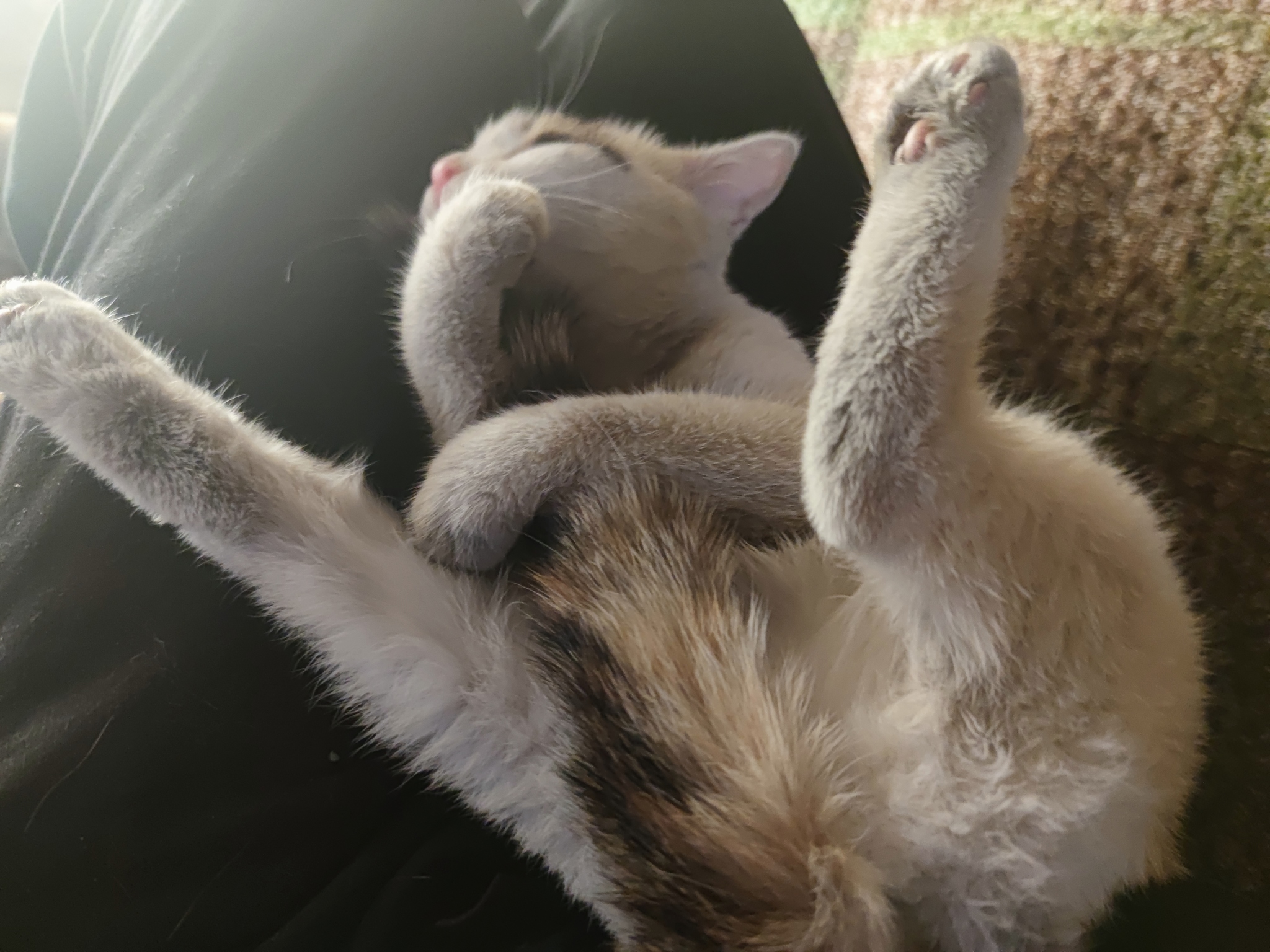 Хоба дабл хоба картинки котов