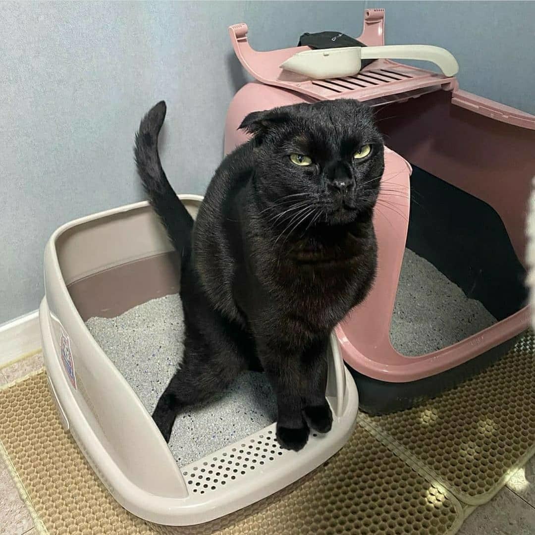 Туалеты для кошек плохие