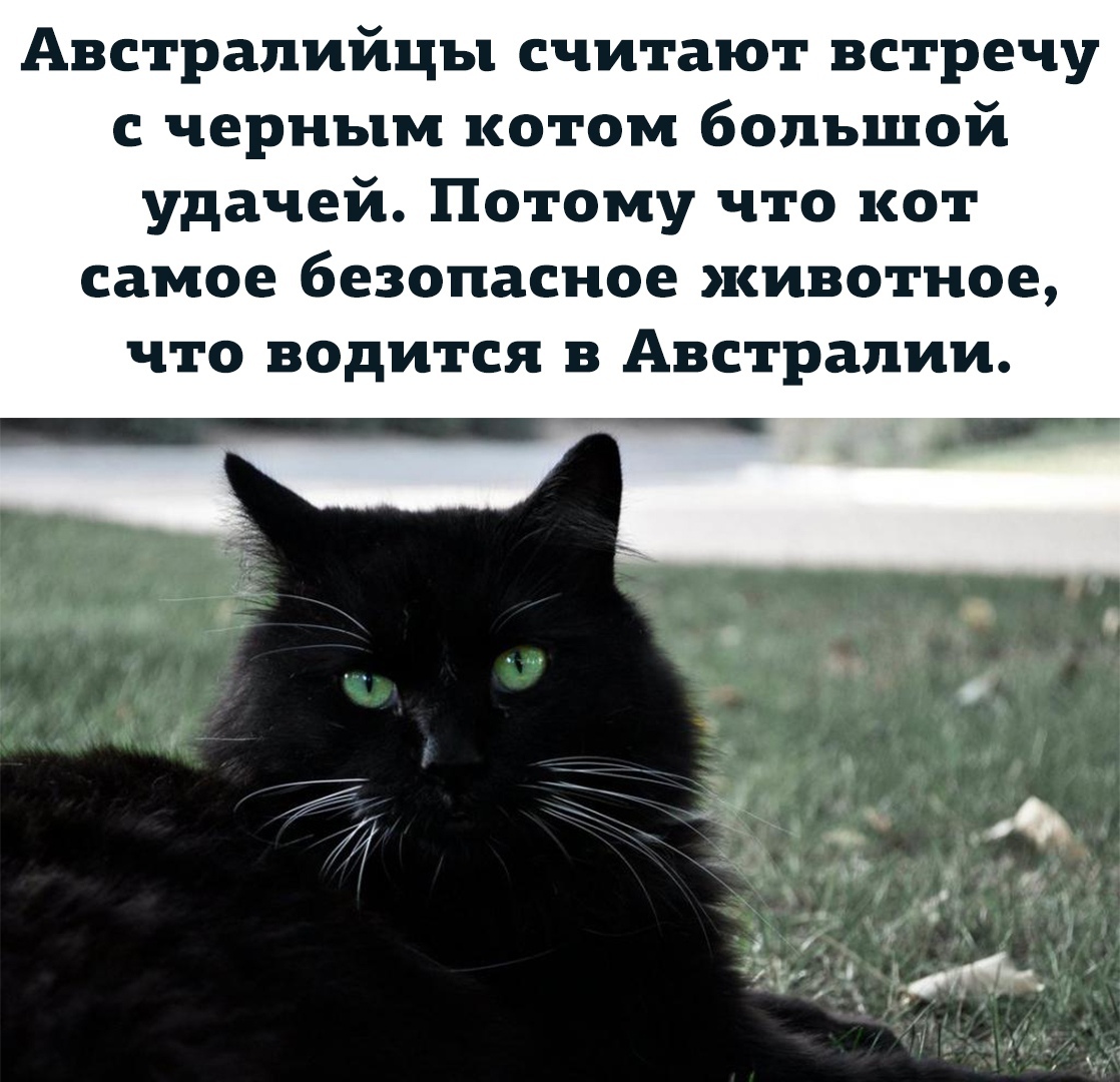 Черный кот перевод. Черный кот в Австралии. Черный кот на удачу. Черная кошка к счастью. Черный кот самое безопасное в Австралии.