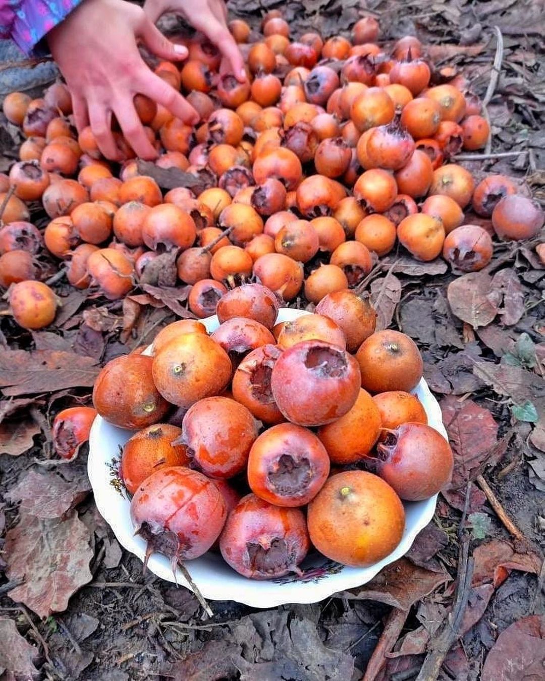 дагестанские шишки фрукт фото