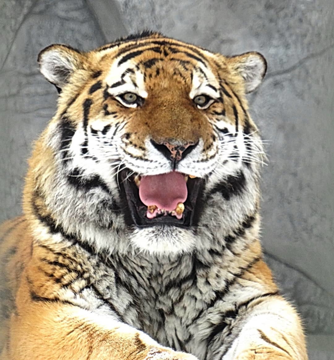      Tiger  Animal       1024x1024