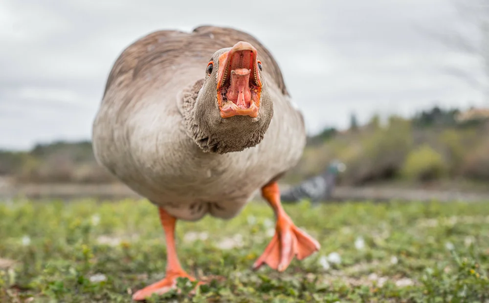 Почему у птиц нет зубов и как они без них обходятся
