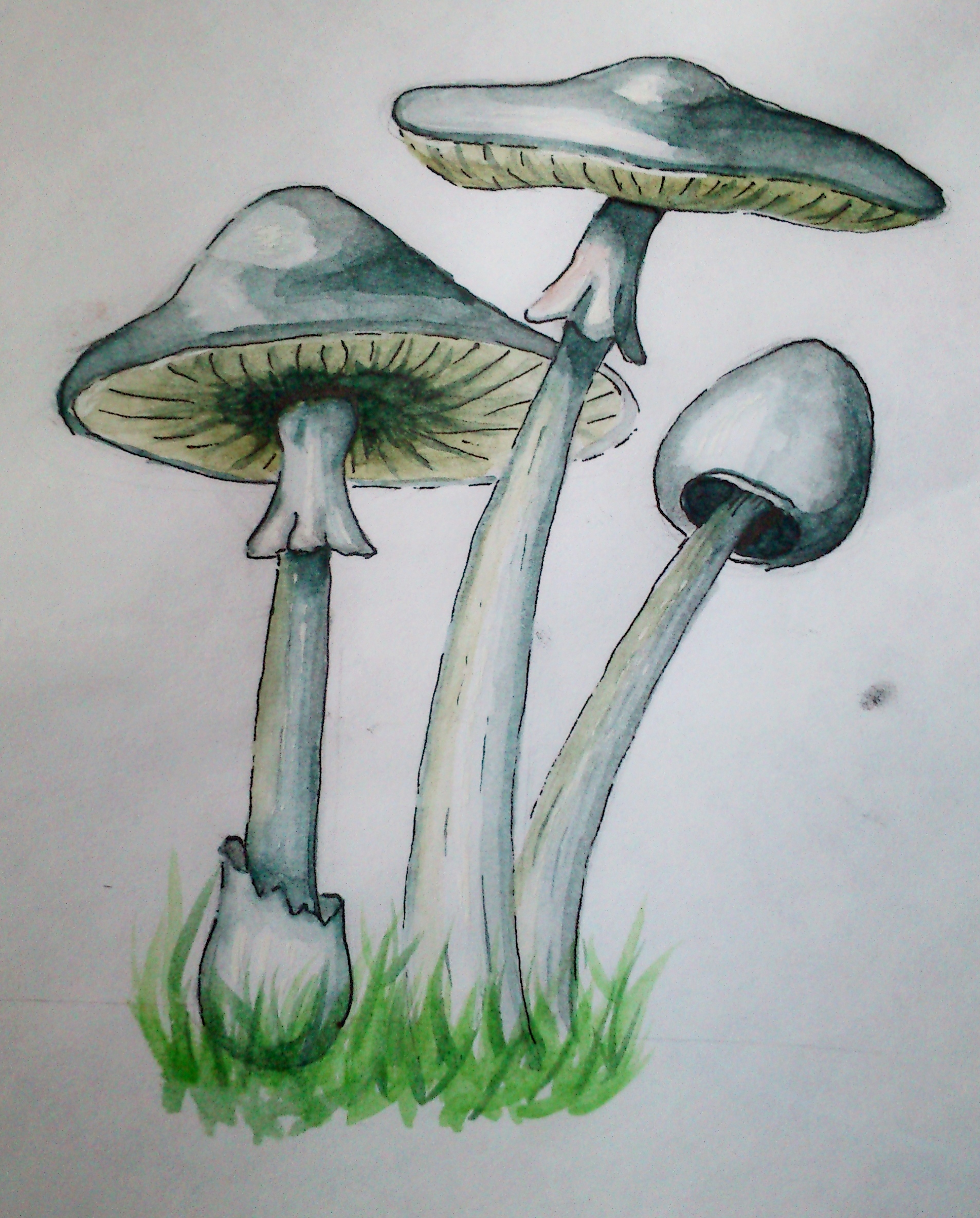 Псилоцибиновые грибы рисунок