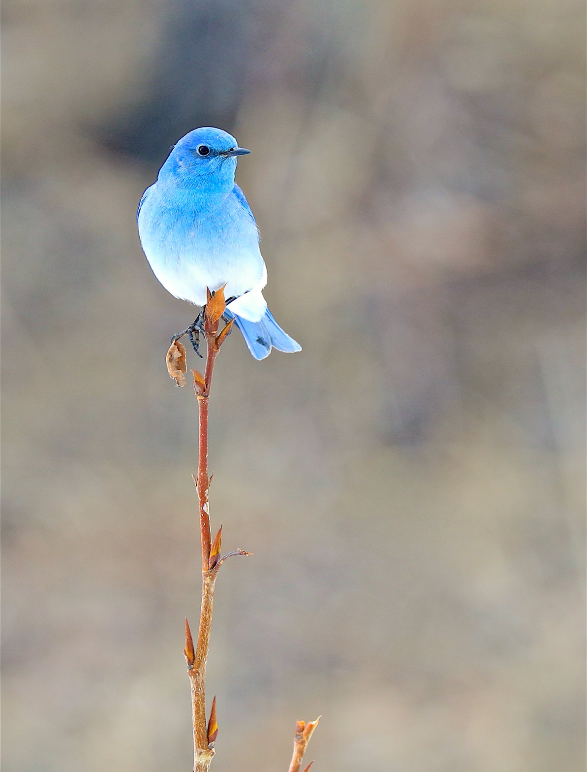 Голубая Сиалия (Mountain Bluebird) | Пикабу