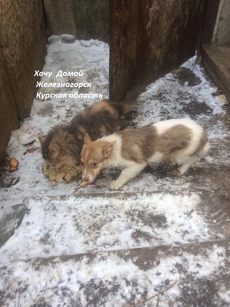 Бездомная кошка взяла под опеку брошенного щенка. Так и выживали вдвоем в  крещенские морозы... | Пикабу